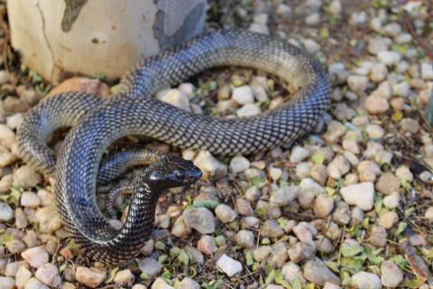 Kunene Shield Cobra