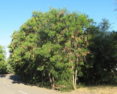 Leucaena leucocephala