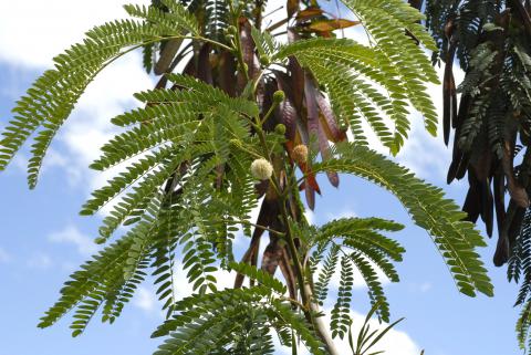 Leucaena leucocephala