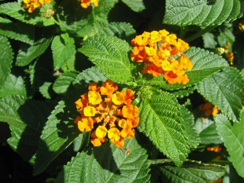 Lantana camara