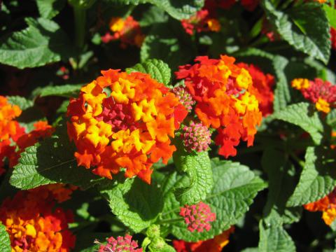 Lantana camara