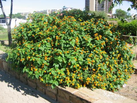 Lantana camara