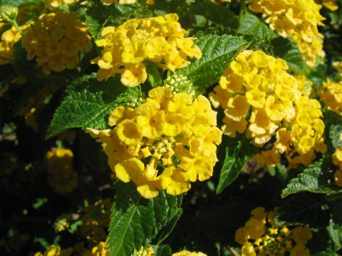 Lantana camara