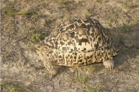 Tortoise, Leopard