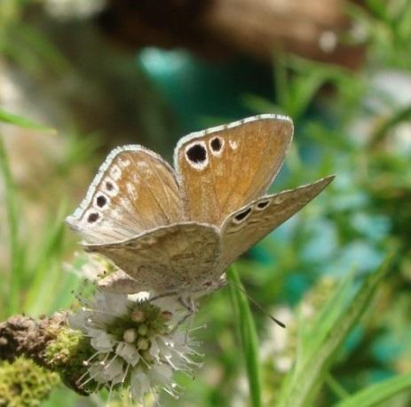 Leptomyrina henningi