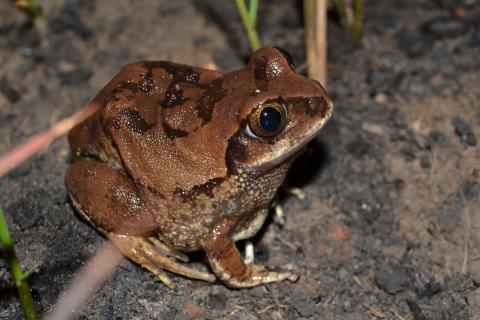 Tree Frog, Bocage's