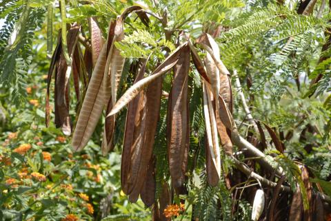 Leucaena leucocephala
