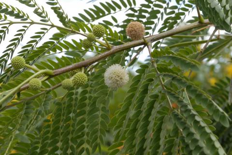 Leucaena leucocephala