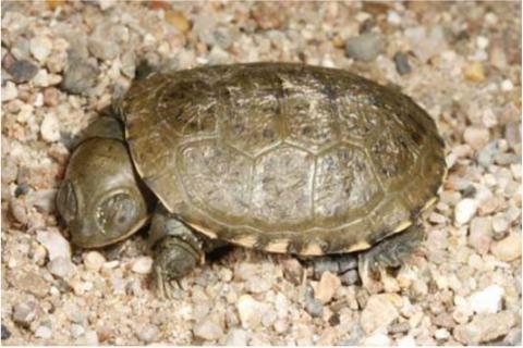 Terrapin, Central Marsh