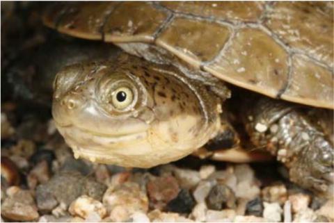 Terrapin, Central Marsh