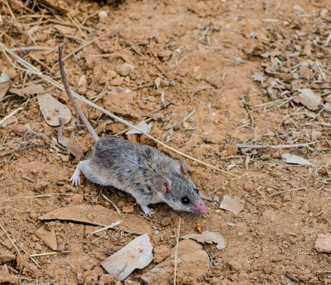 Multimammate mouse