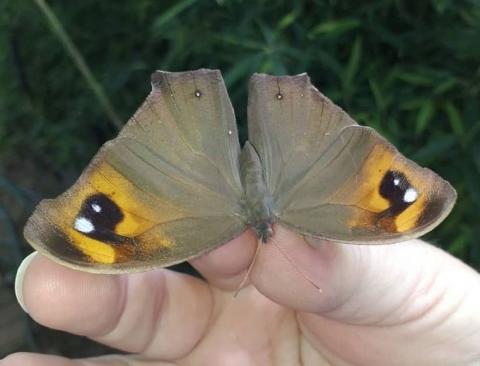 Melanitis leda