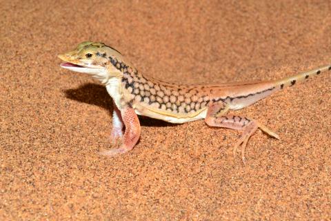 Lizard, Shovel-snouted
