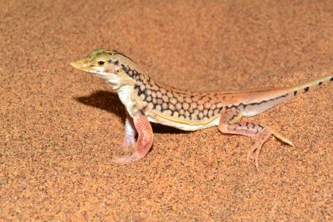 Lizard, Shovel-snouted
