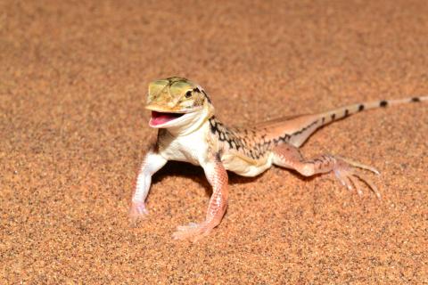 Lizard, Shovel-snouted
