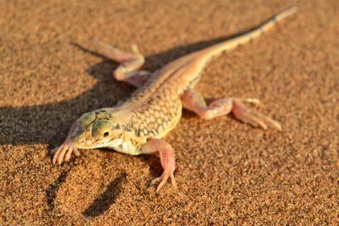 Lizard, Shovel-snouted