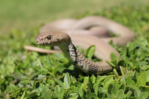 Mozambique Spitting Cobra