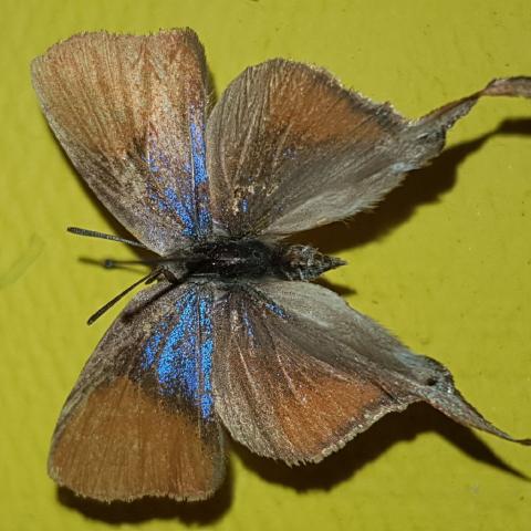 Myrina silenus