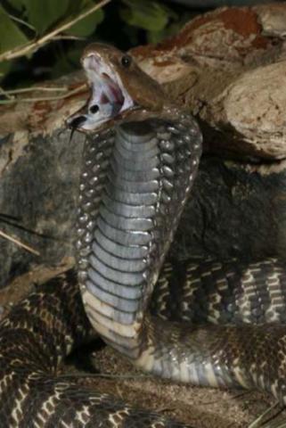 Western Barred Spitting Cobra