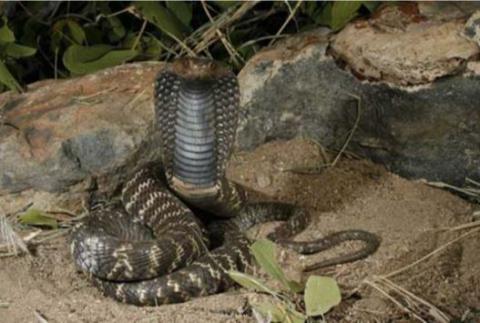 Western Barred Spitting Cobra