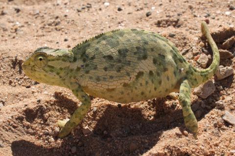 Chameleon, Namaqua