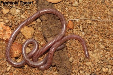 Namibiana occidentalis