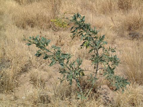 Nicotiana glauca