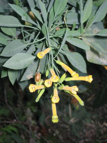 Nicotiana glauca