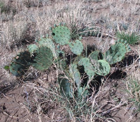 Opuntia engelmannii