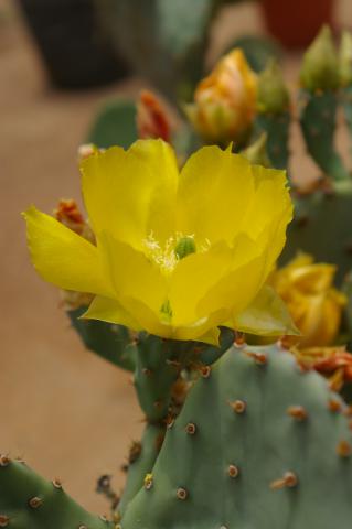 Opuntia engelmannii