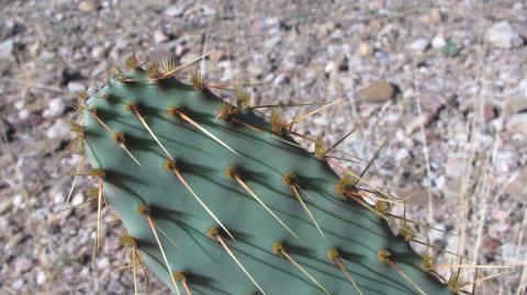 Opuntia engelmannii var. linguiformis