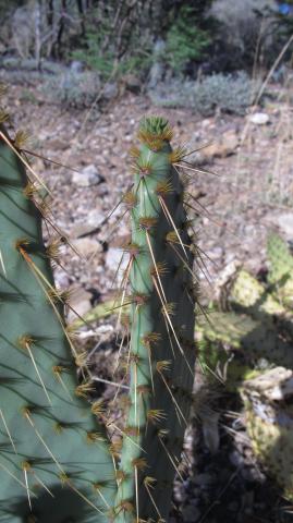 Opuntia engelmannii var. linguiformis