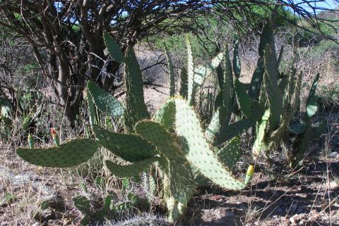 Opuntia engelmannii var. linguiformis
