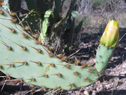 Opuntia engelmannii var. linguiformis