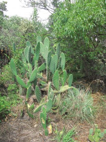 Opuntia ficus-indica
