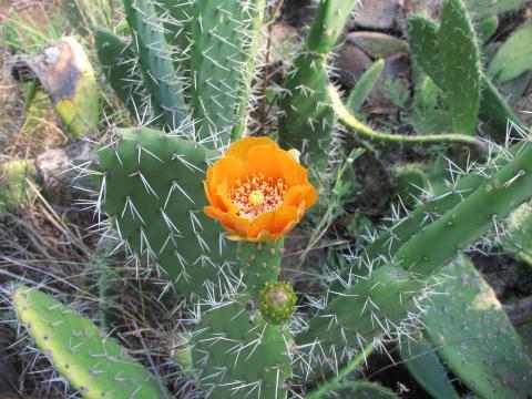 Opuntia ficus-indica