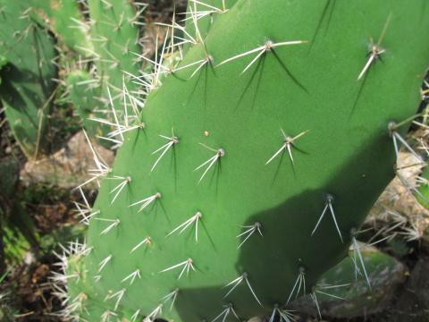 Opuntia ficus-indica