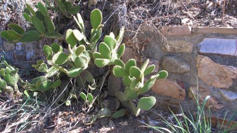 Opuntia microdasys