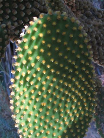 Opuntia microdasys