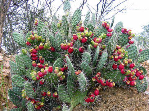 Opuntia sulphurea