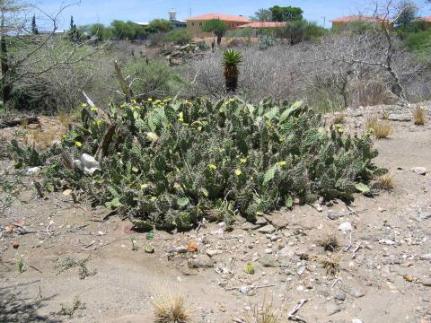 Opuntia sulphurea