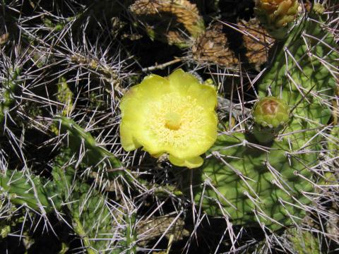 Opuntia sulphurea