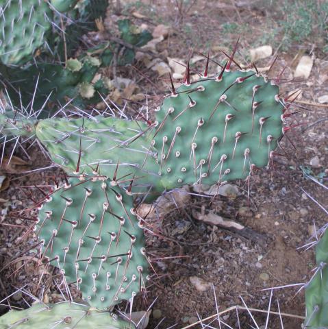 Opuntia sulphurea