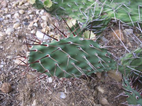 Opuntia sulphurea