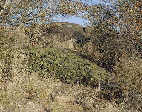 Opuntia sulphurea
