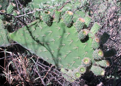 Opuntia spinulifera