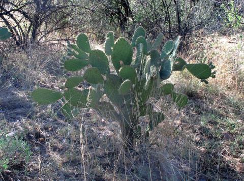 Opuntia spinulifera