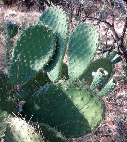 Opuntia spinulifera