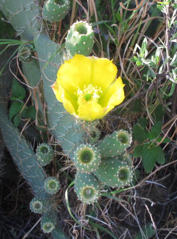 Opuntia spinulifera