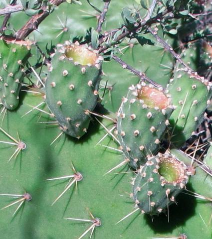 Opuntia spinulifera